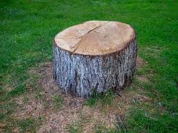 Best Root Management and Removal  in Tysons, VA