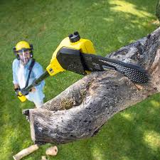 Best Tree Maintenance Programs  in Tysons, VA