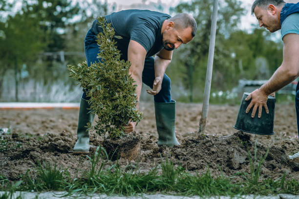 Best Tree Health Inspection  in Tysons, VA