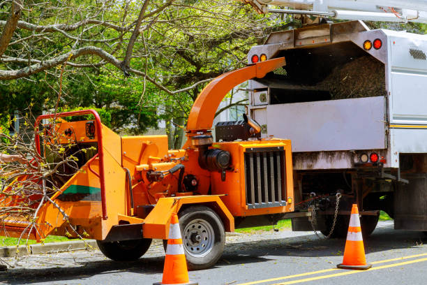 How Our Tree Care Process Works  in  Tysons, VA