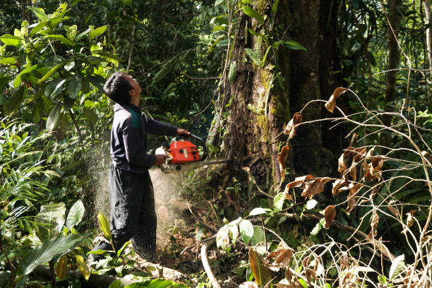 Best Tree Preservation Services  in Tysons, VA