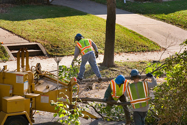 Best Organic Lawn Care Solutions  in Tysons, VA