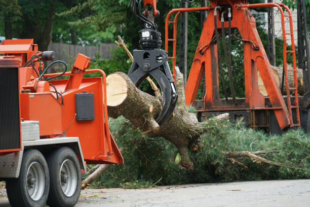 Best Lawn Disease Treatment  in Tysons, VA
