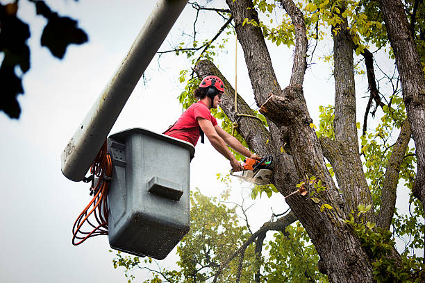 Best Tree Disease Treatment  in Tysons, VA