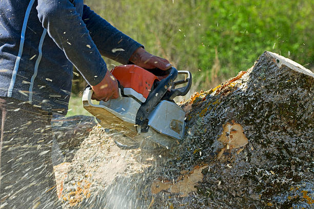 Best Lot and Land Clearing  in Tysons, VA