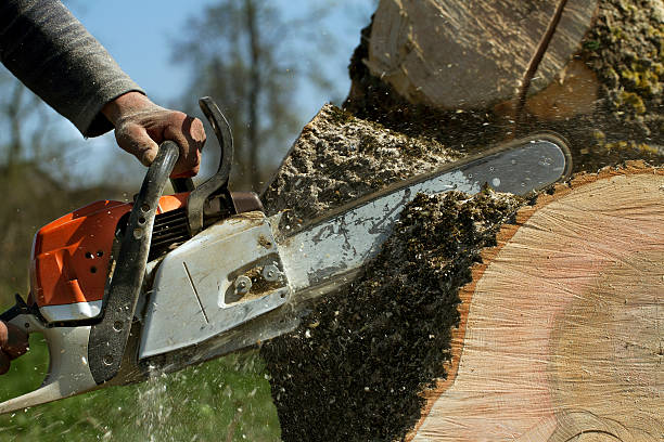 Best Root Management and Removal  in Tysons, VA