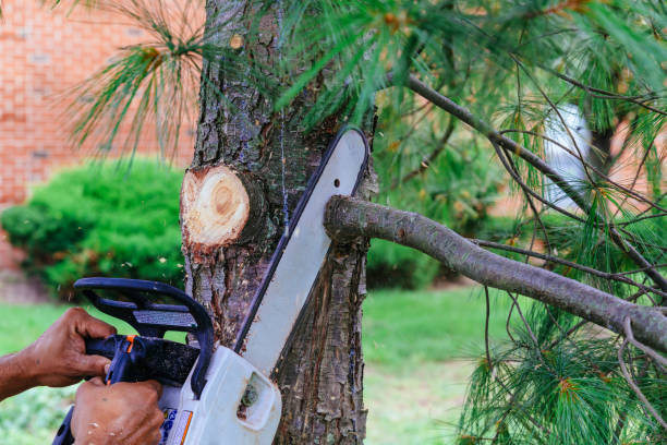 Best Tree Mulching  in Tysons, VA